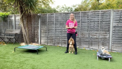 Horton Dogs Training Game Cover For Middle With Pixel And Rocket