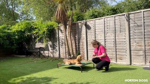 Horton Dogs Training Game Cover For Teaching A Down Stay