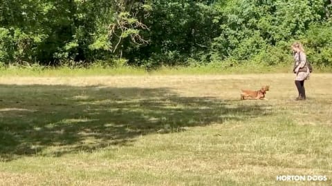 Horton Dogs Training Game Cover For Reliable Recall Basics|Horton Dogs Reliable Recall Basics Cover