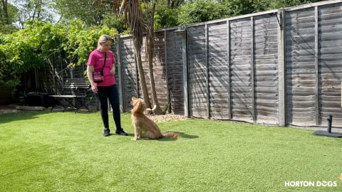 Horton Dogs Training Game Cover For Teaching A Sit