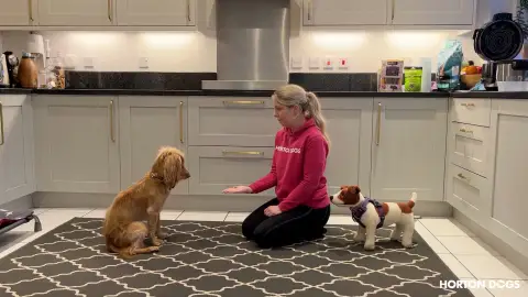 Horton Dogs Training Game Cover For Leave It Cue