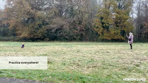 Horton Dogs Training Game Cover For Teaching A Sit Wait Ds