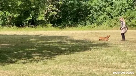 Horton Dogs Training Game Cover For Reliable Recall Basics|Horton Dogs Reliable Recall Basics Cover