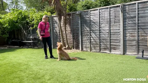 Horton Dogs Training Game Cover For Teaching A Sit