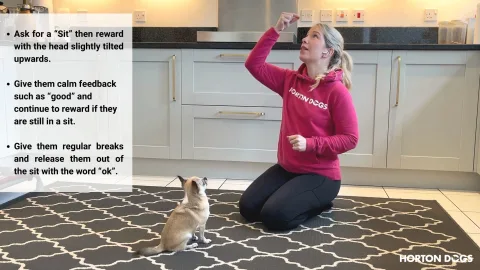 Horton Dogs Training Game Cover For Sit With Duration