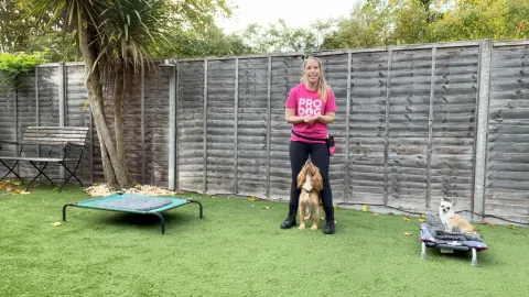 Horton Dogs Training Game Cover For Middle With Pixel And Rocket