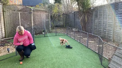 Horton Dogs Training Game Cover For Counting Game