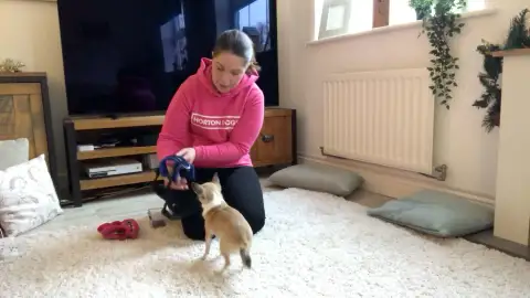 Horton Dogs Training Game Cover For Harness Prep