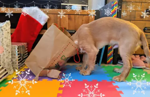 rocket golden working cocker spanial puppy head in christmas bag