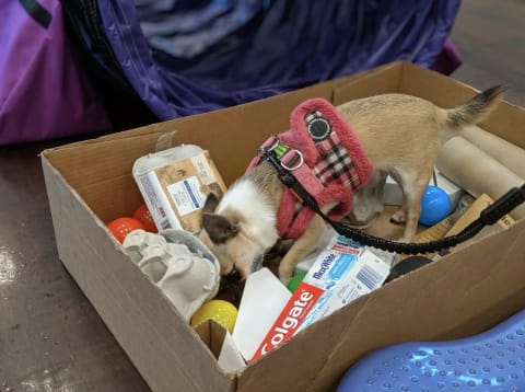 Pixel Chihuahua playing noise box game