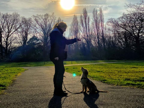 cathy rocket dog training in the epsom park