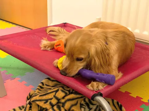 Rocket spaniel enjoying mental enrichment with K9 connectables