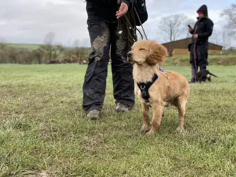 Rocket Golden working cocker spaniel at gundog training workshop in Devon