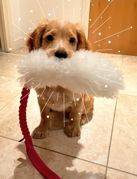 rocket working cocker spaniel holding tug e nuf toy