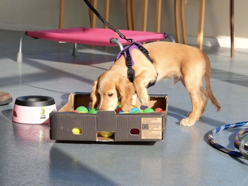Rocker golden working cocker spaniel puppy playing novelty party training game