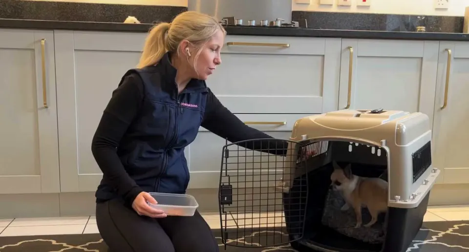 Horton Dogs Crate Training With Pixel Chihuahua