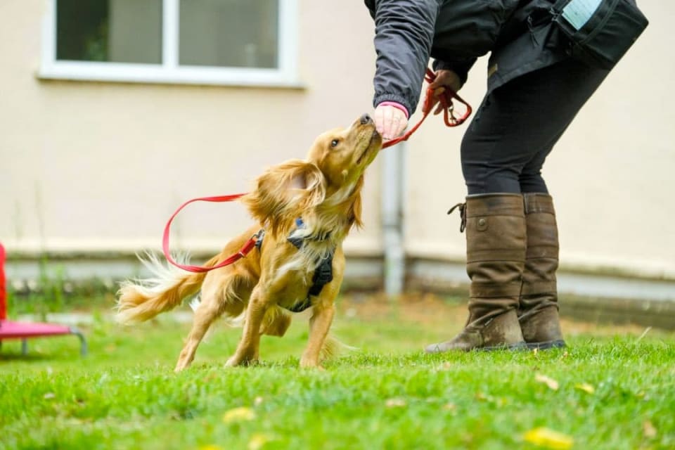 rocket golden working cocker spaniel playing hand touch training game in class 2