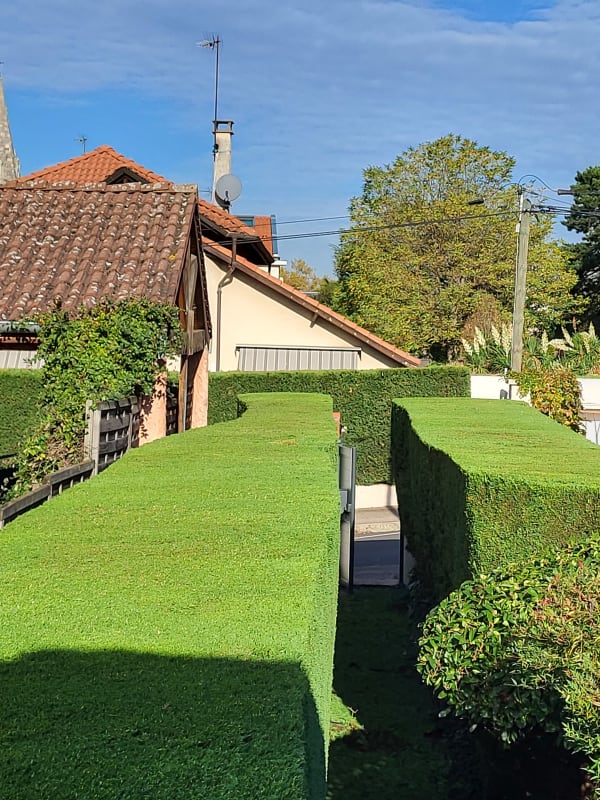 Taille végétaux haies Lyon
