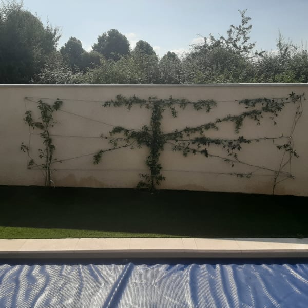 Plantation arbres arbustes Lyon