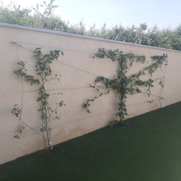 Plantation arbres arbustes Lyon
