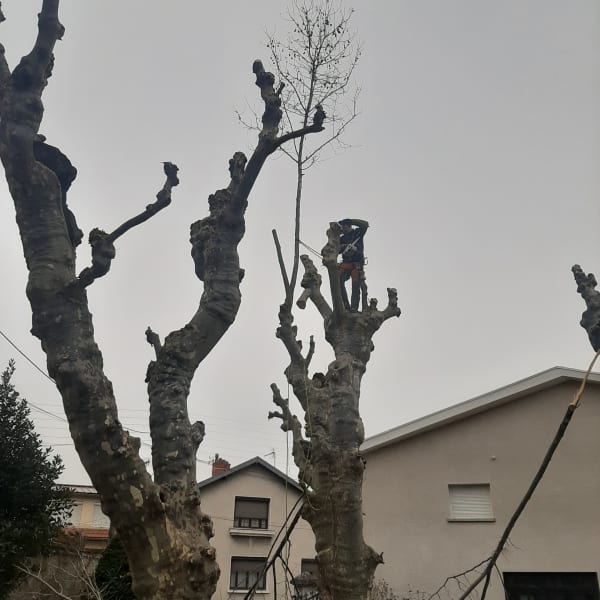 Élagage & Abattage