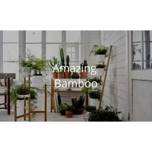 Bamboo Furniture