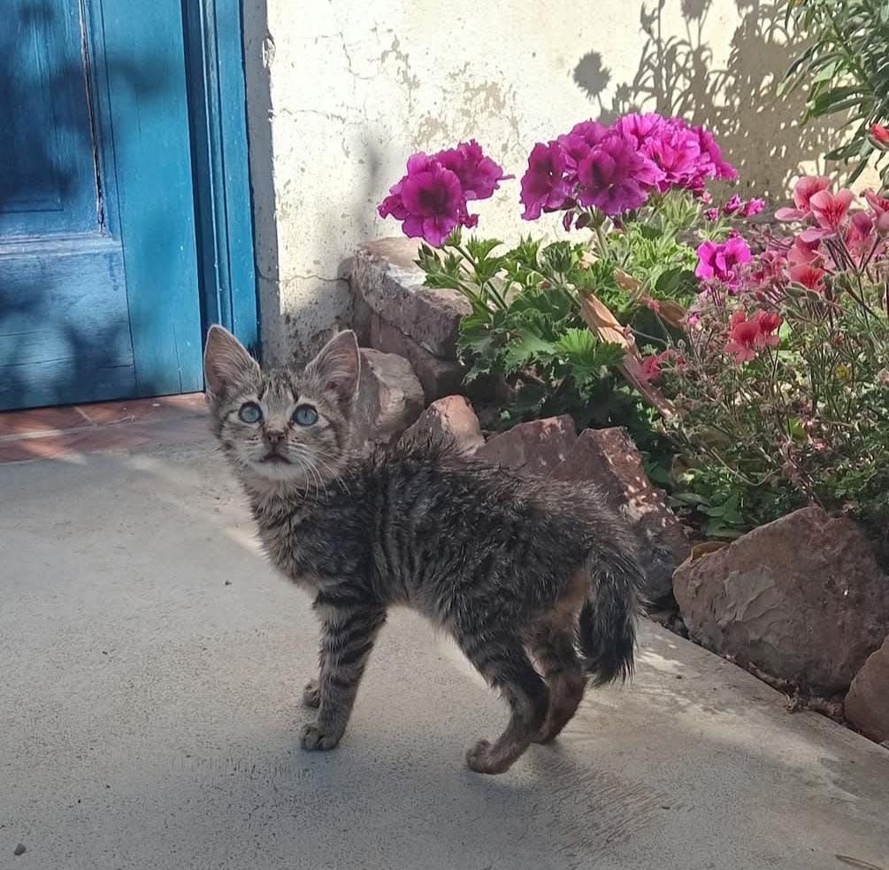 Foto de Gatita