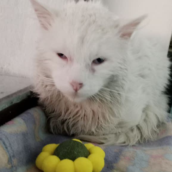 Foto 2 de Gatito sin nombre