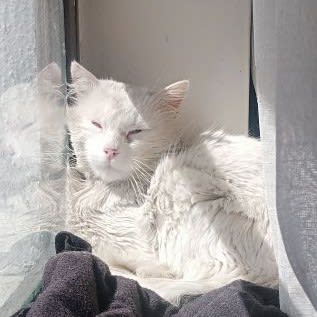 Foto 3 de Gatito sin nombre