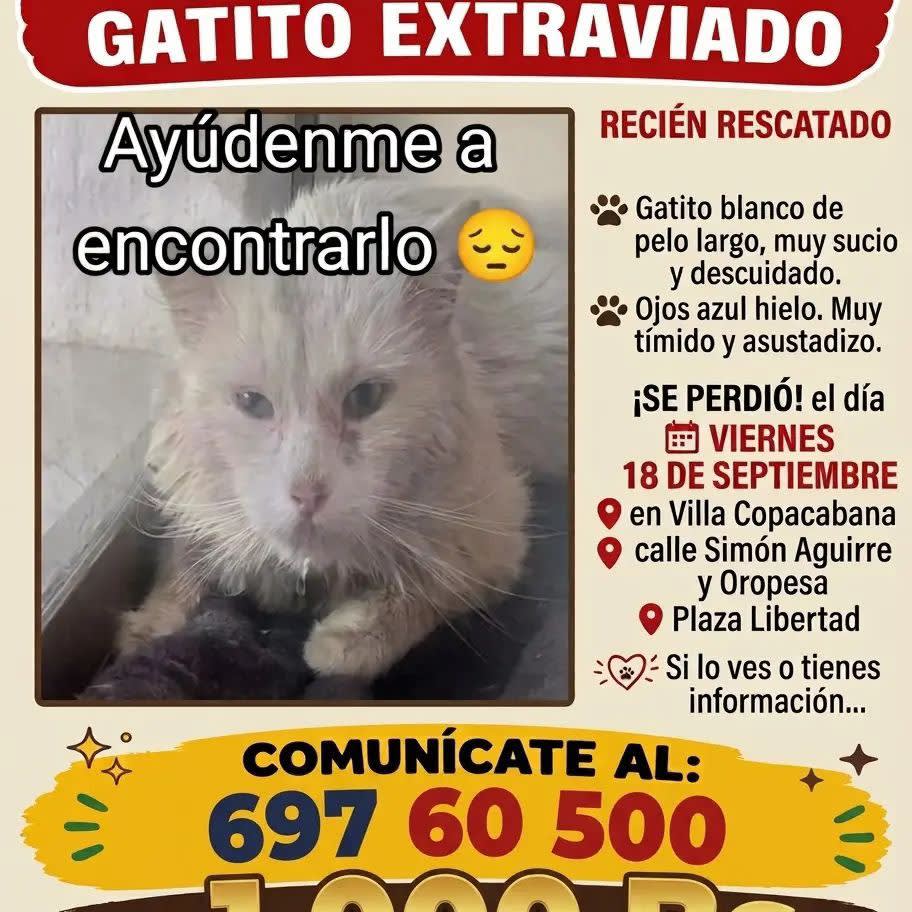 Foto de Gatito sin nombre