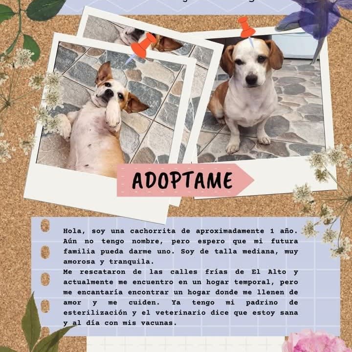 Foto de Perrita sin nombre