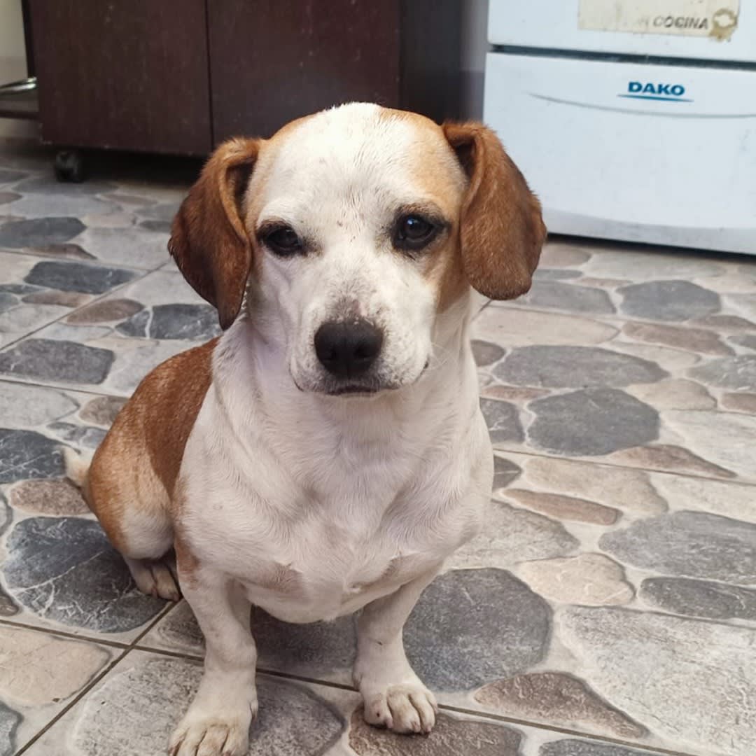 Foto 2 de Perrita sin nombre