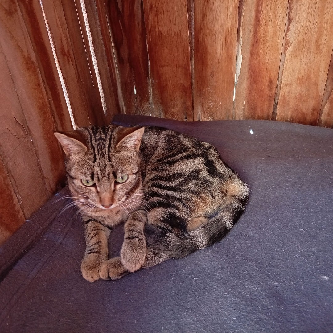 Foto 2 de Gatita sin nombre