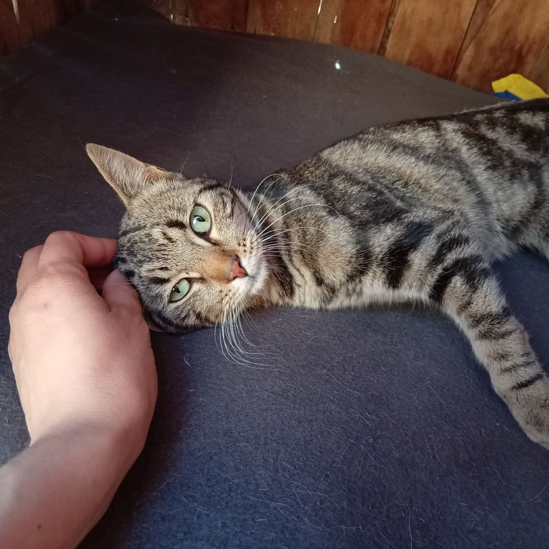Foto de Gatita sin nombre