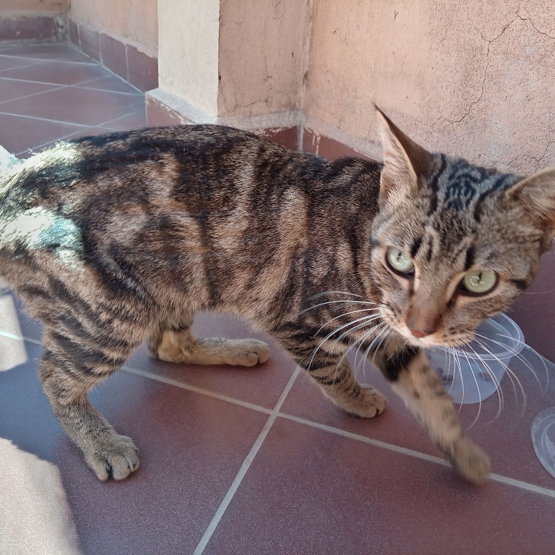Foto 3 de Gatita sin nombre