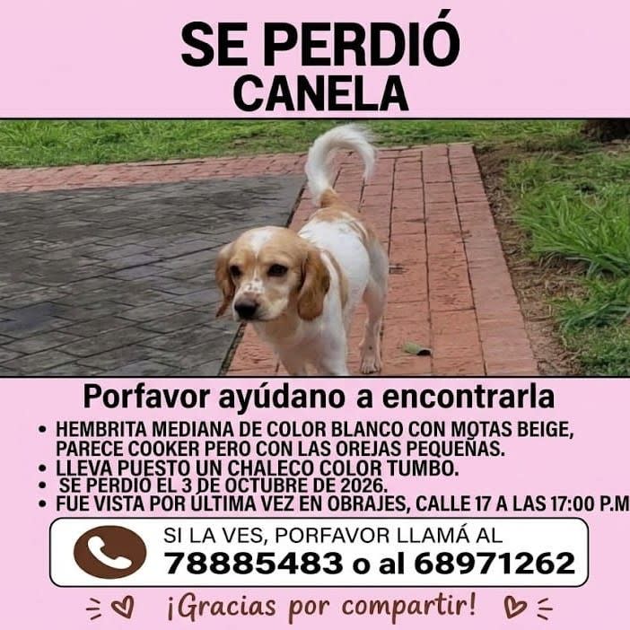 Foto de CANELA