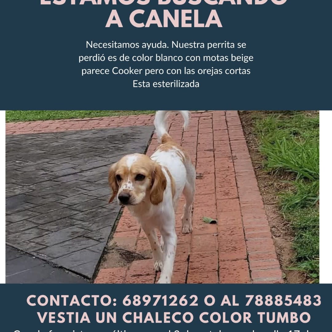 Foto 2 de CANELA