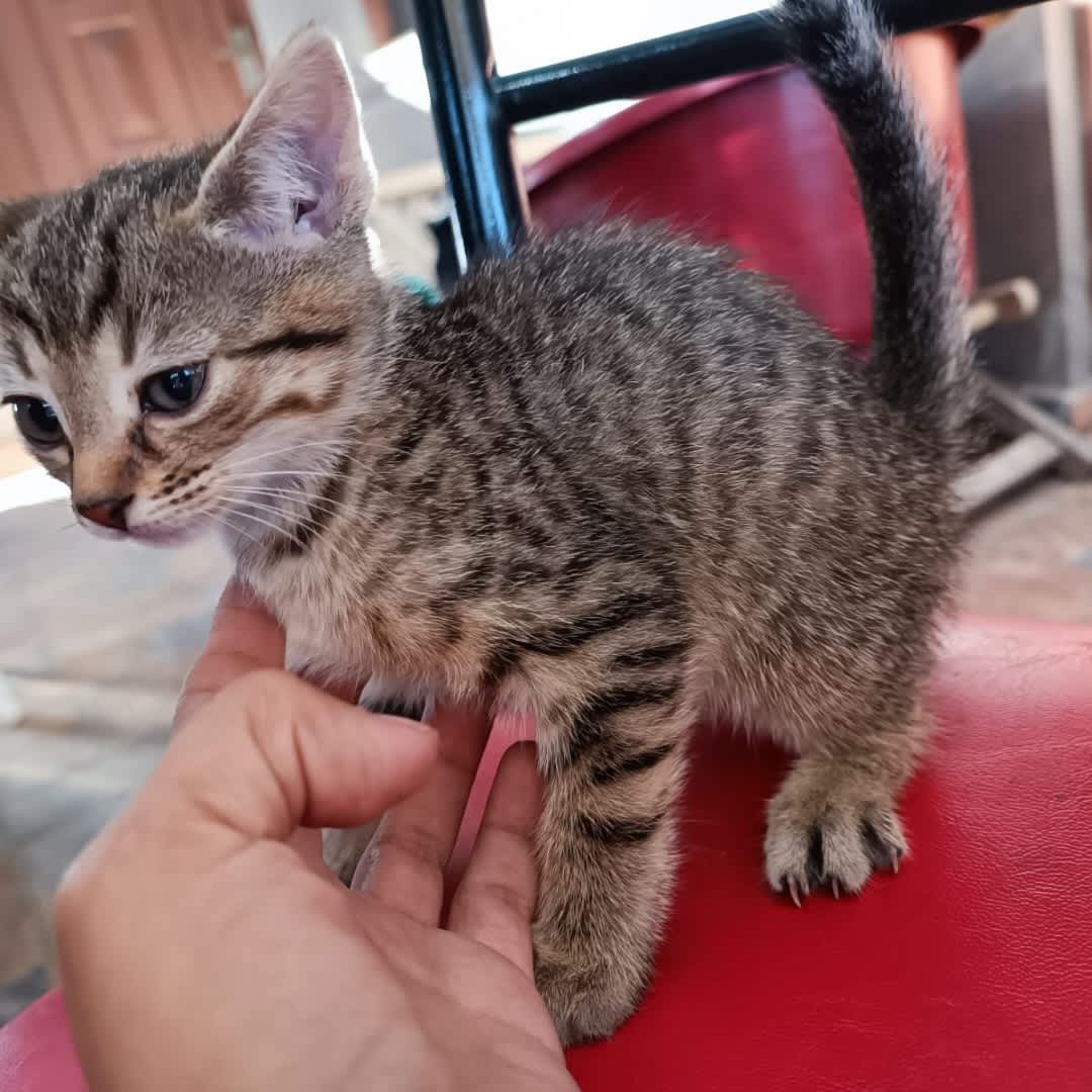 Foto 2 de Gatita sin nombre