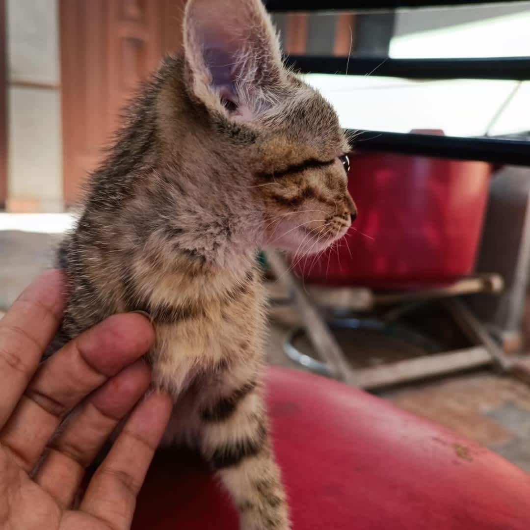 Foto de Gatita sin nombre