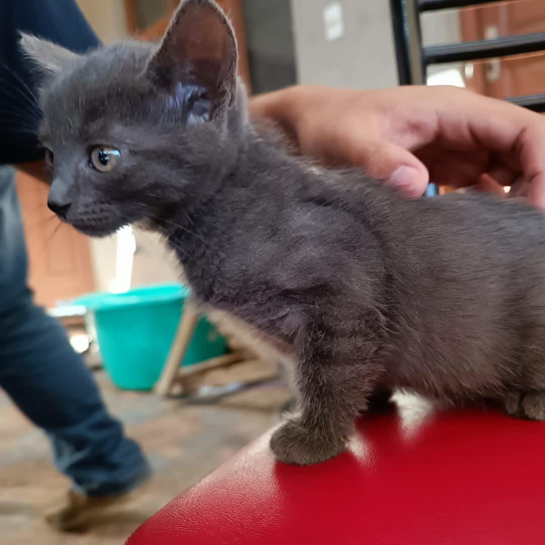 Foto de Gatita sin nombre