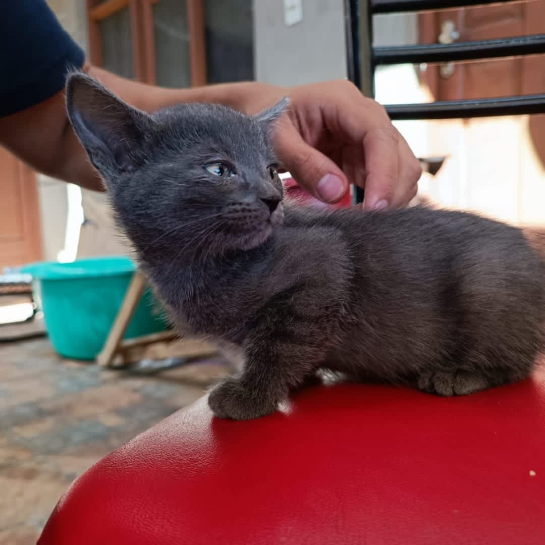 Foto 2 de Gatita sin nombre