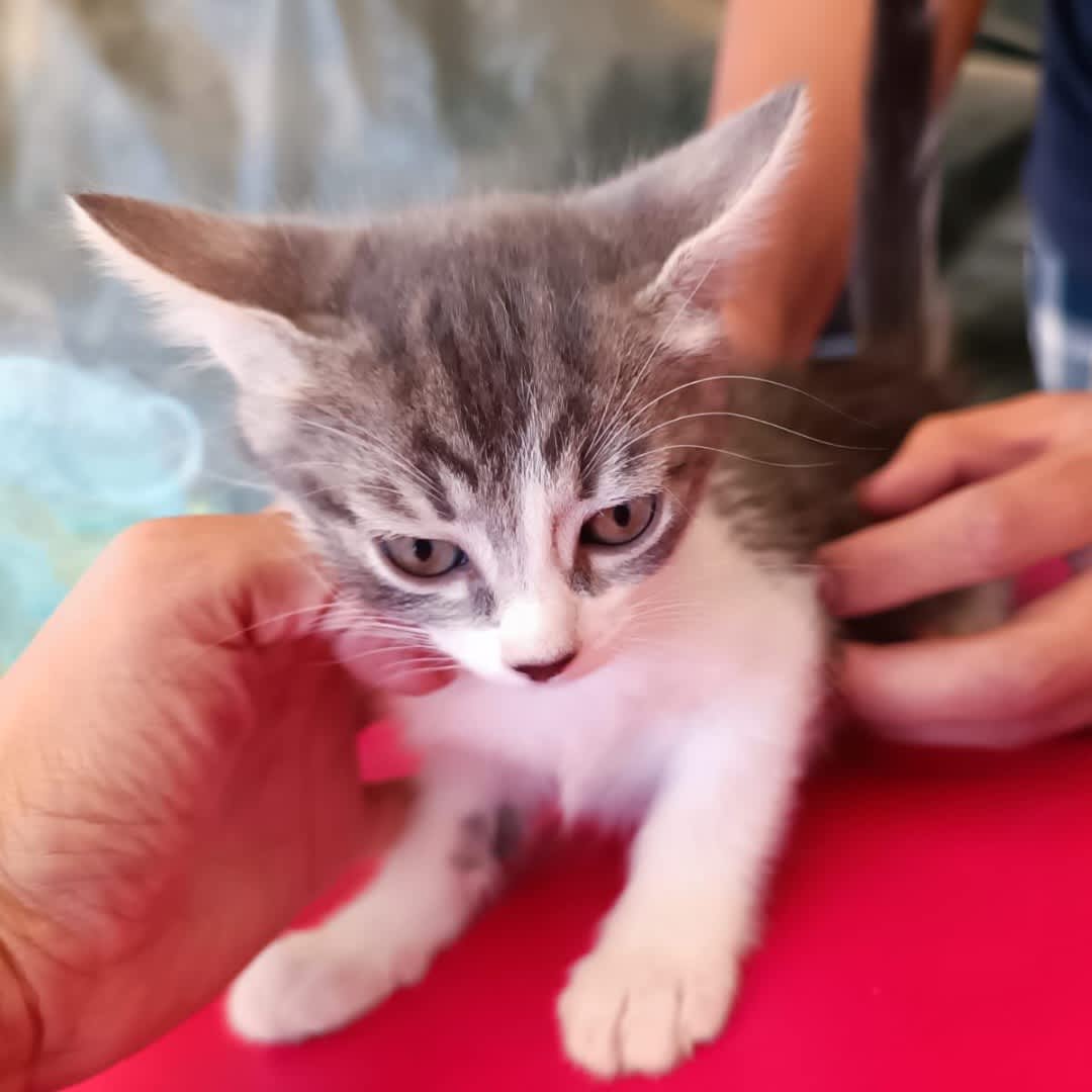 Foto de Gatita sin nombre