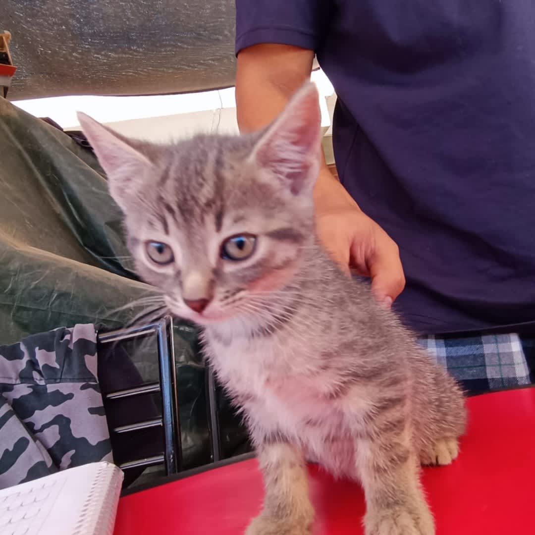 Foto de Gatito sin nombre