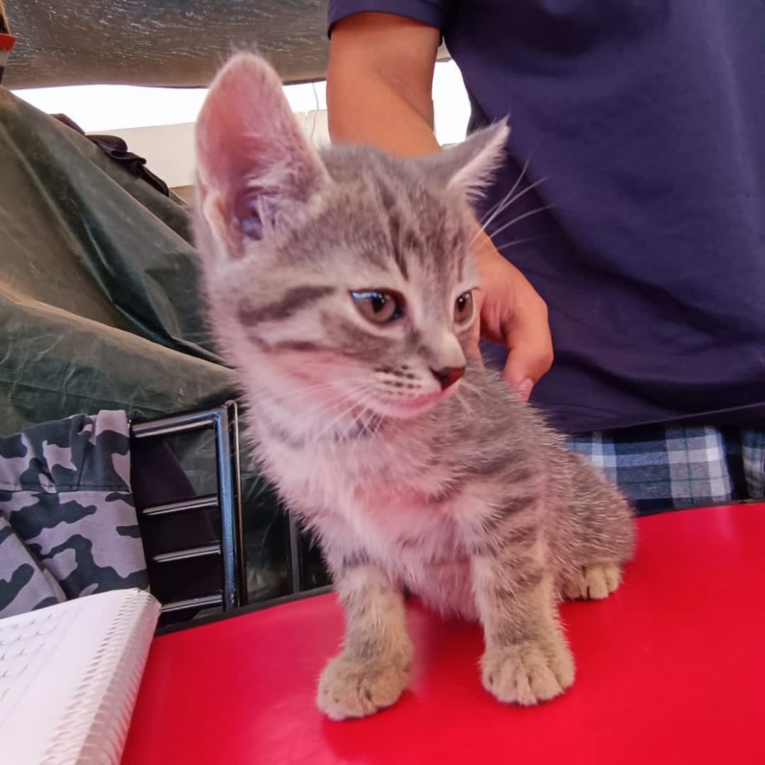 Foto 2 de Gatito sin nombre