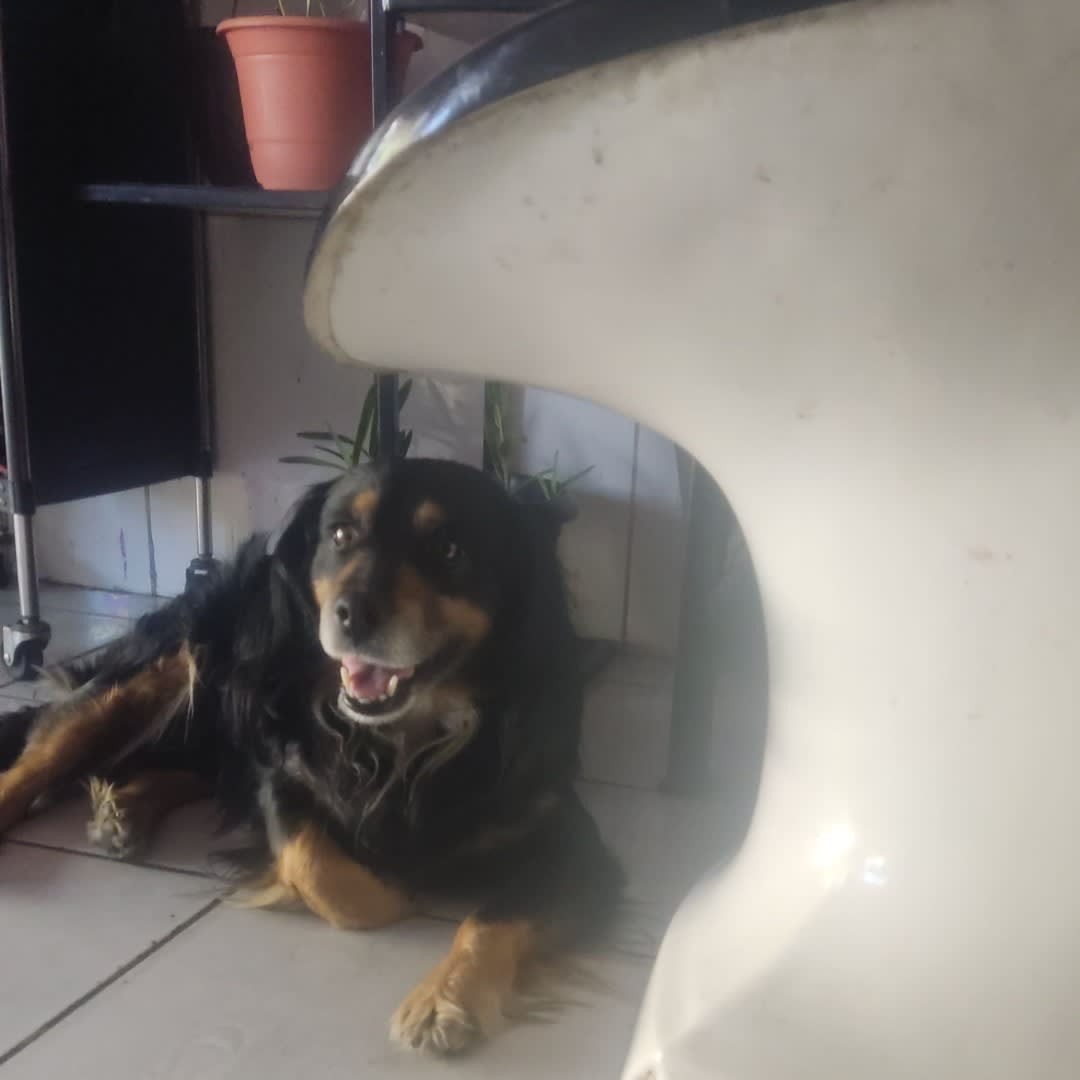 Foto 3 de Perrito sin nombre