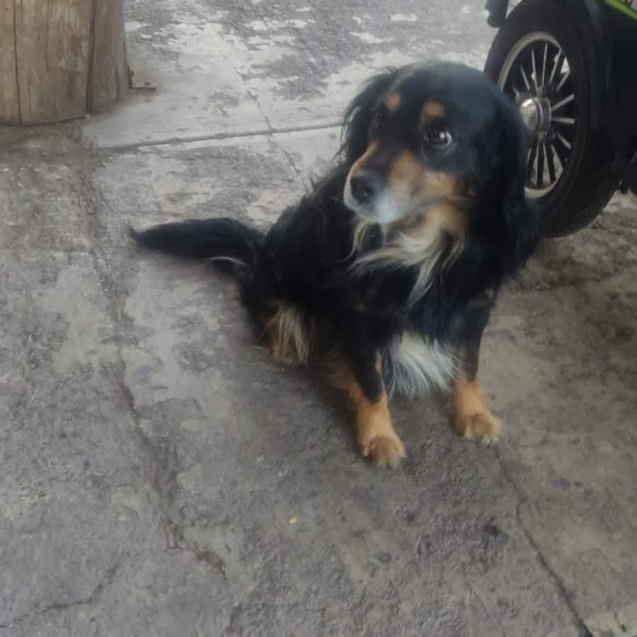 Foto de Perrito sin nombre