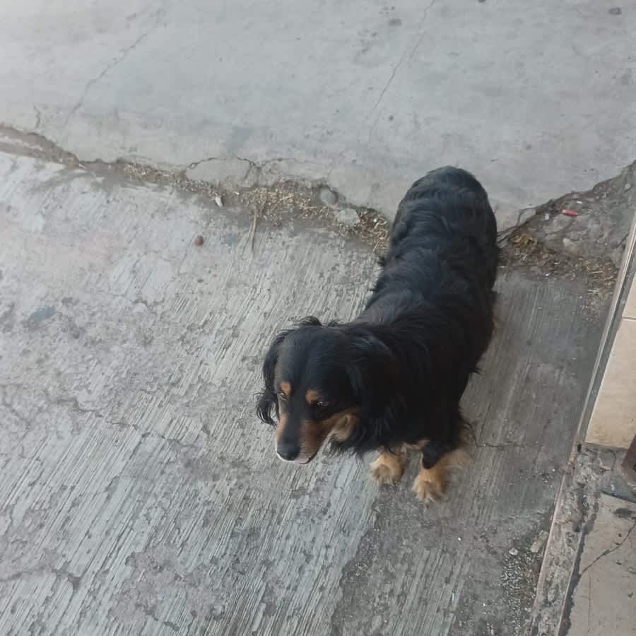 Foto 2 de Perrito sin nombre