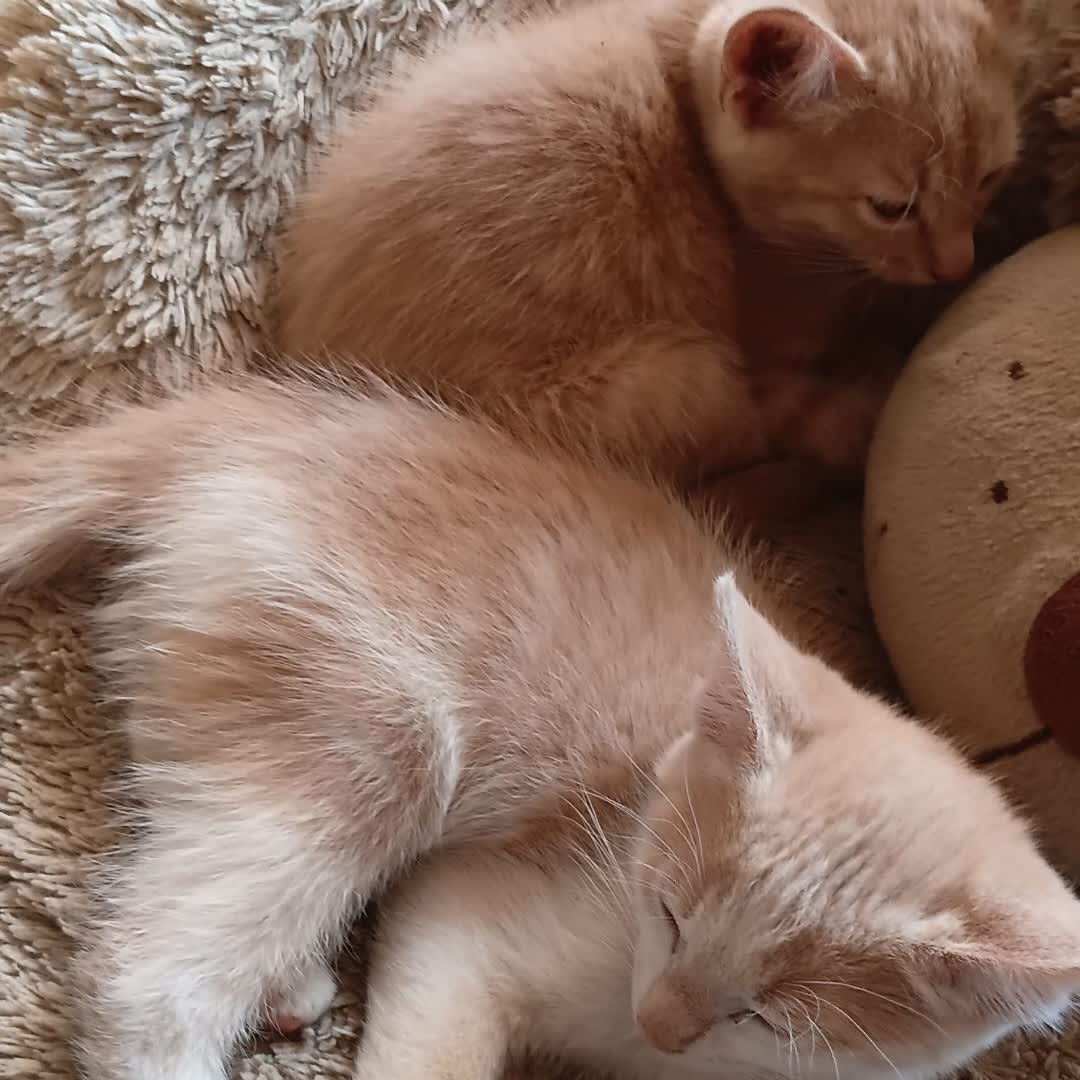 Foto de Gatito sin nombre