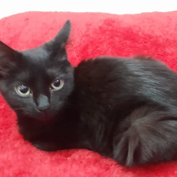 Foto 2 de Negrita