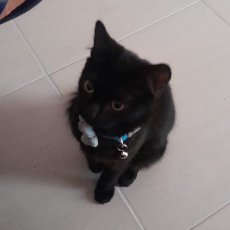 Foto de Negrita